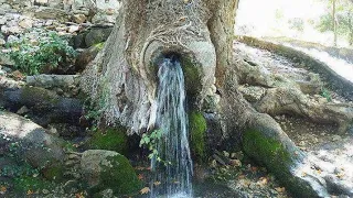 इस चमत्कारी पेड के अंदर से पानी बहता है 🤔🤔| Mysterious tree| Water flow inside a tree