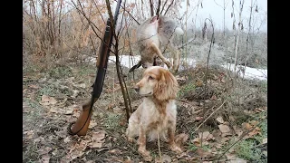 Охота на зайца. Матерый русак Hunting for hares