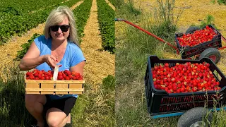 Чому українці в Чехії не купують фрукти в магазині 🍓🍓🍓@vrananyfarmahanc1545 Praha. Прага. Vranany