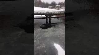 Уточки Сухой Кагамлык Ducks in Kremenchuk, Ukraine