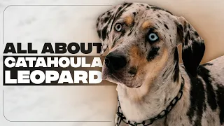 Catahoula Leopard Dog: All About The remarkably versatile working dogs