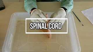 Spinal Cord - External Features