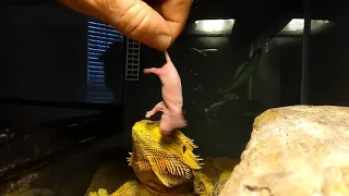 Bearded Dragon eats pinky