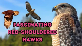 Discovering Red-Shouldered Hawks: Fascinating Facts You Need to Know!