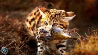 🐈‍⬛ AFRICAN BLACK FOOTED CAT ─ World's Deadliest, Cutest and Smallest Cat 🐈‍⬛