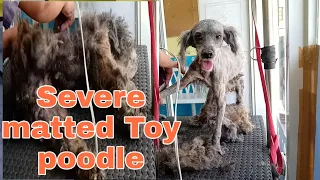 Severe Matted Toy Poodle | Shavedown