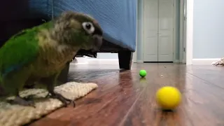 Kiwi the Green Cheek Conure Playing 2