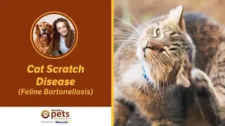 Dr. Becker Talks About Feline Bartonellosis