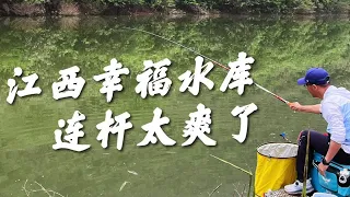 黃尾連桿飛抄是什麽感覺，這魚情也太爽了吧