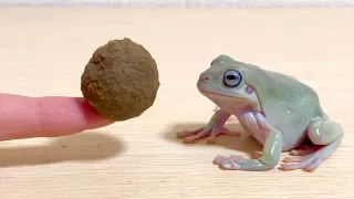 普段の50倍のエサを出されるとカエルはこうなる cute frog video