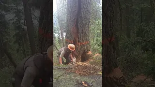 Lumberjack Escapes as Tree Splits During Cut