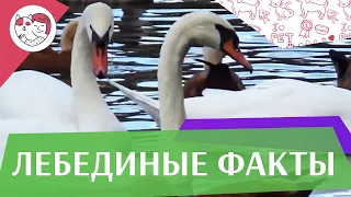 5 необычных фактов о лебедях на ilikepet