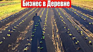 Доход за Сезон. Увеличиваем маштабы, Выращивание Клубники.