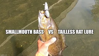 Smallmouth Bass Love Eating The Tailless Rat.