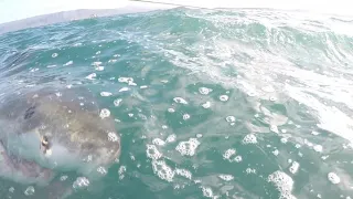 Great White Bites Victim in the Face