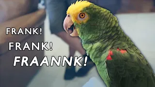 Training The World Famous Singing Amazon Parrot | @ticothemanFrankmaglio