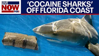 'Cocaine sharks' may be swimming off Florida coast | LiveNOW from FOX