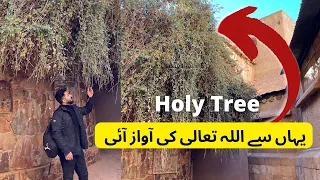 Koh e Toor Holy Tree - Saint Catherine Mount Sinai | Hazrat Musa Ka Waqia