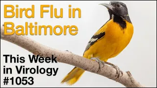 TWiV 1053: Bird flu in Baltimore