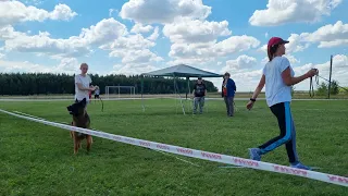 30.07.22 Монопородная выставка немецких овчарок, г.Мичуринск. Длинношерстные рабочие суки