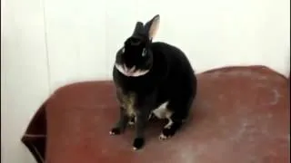 Приколы про животных  Кролик орёт
