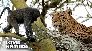 Leopard Zeroes in on Baboon Troop | Love Nature