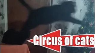 Цирк деревенских кошек Circus of cats in the village