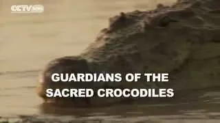 Faces Of Africa - Guardians of the sacred crocodiles (Promo)