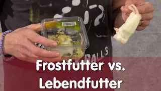 Reptil TV - Praxis - Frostfutter vs. Lebendfutter