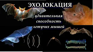 ЭХОЛОКАЦИЯ - Удивительная способность летучих мышей