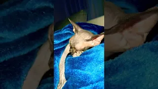 Лысая кошка сфинкс лентяйка запряталась в плед