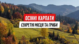 Карпаты: грибные приключения и секретные места силы