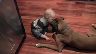 Linus the Boxer playing with his baby boy and a ball