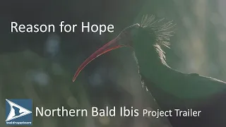 WALDRAPPTEAM I Project Trailer I Reintroduction of the Northern Bald Ibis