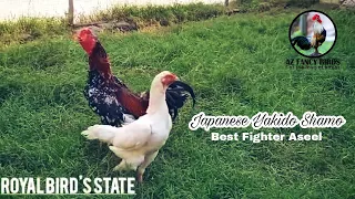 Yakido Shamo (Japanese: 八木戸鶏) | Fighter Chicken | Fancy Poultry | AZ FANCY BIRDS