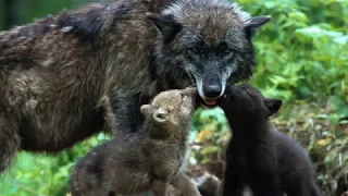 ВОЛК  ОТОМСТИЛ, НО ОТОМСТИЛ  БЕЗ  КРОВИ  МОНТАЖ  НАТАЛЬИ  НОВОПАШИНОЙ