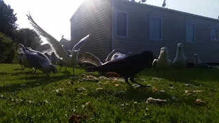 Seagull feeding frenzy Close Up!