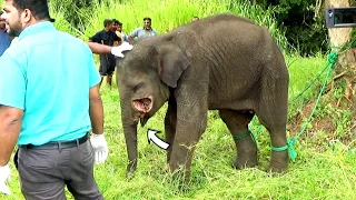 Miserable elephant who had given up hope of life was given a chance to live again by kind people