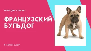 Всё о породе Французский бульдог описание, история, содержание