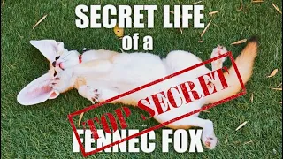 A Day in the Life of a Fennec Fox