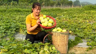 Harvesting sweet melons goes to market sell - Living with nature