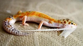 Процесс Линьки /  Пятнистый эублефар морфы Танжерин / Eublepharis macularius Tangerine morph