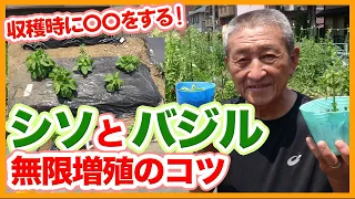 Tips for infinite cultivation of perilla and basil taught by Japanese farmers