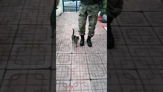 В турецкой армии появился настоящий боевой кот, который научился маршировать🐱
