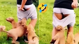 You Laugh You Lose 🤣 Funniest Animals 2023 😂 Funniest Cats and Dogs 😸🐶 Funny Animals Part 26 🤣🤣