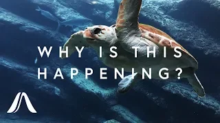 Why something strange is happening to sea turtles