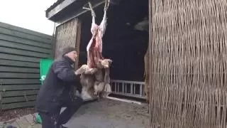 Roedeer skinning and butchering