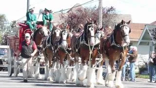 budweiser clydesdales on parade in Eureka, CA