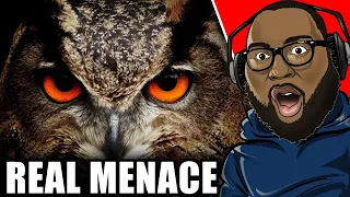 Why Owls are the REAL MENACES of Nature!