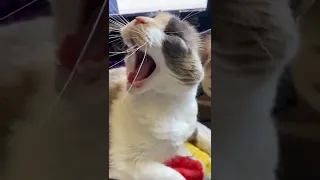котик зевает #котик #мяу #cat